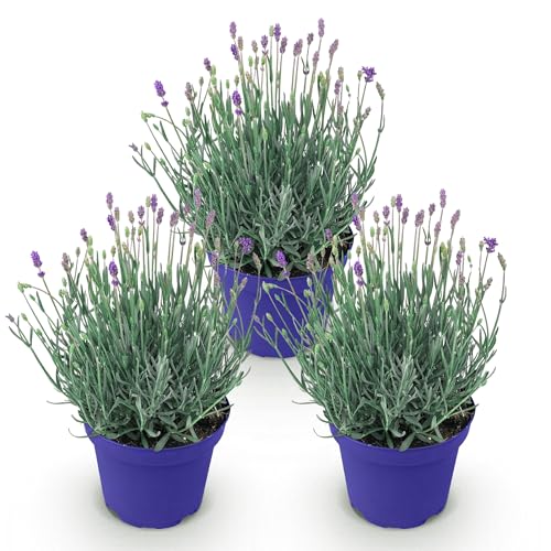 GreenboutiQ - Plante de jardin - Lavandula angustifolia Hidcote - Lavande - Rustique - Violet - 3 Plantes - Pot 12cm - Hauteur 15-25cm