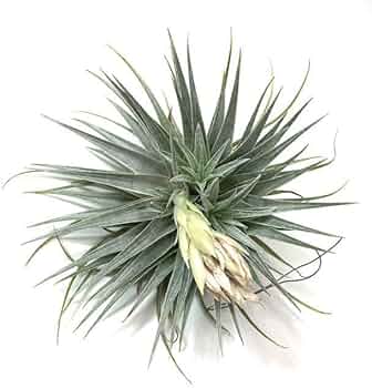 Amazon.co.jp: (現品) チランジア ロゼイフローラ (No.22102) (エアー