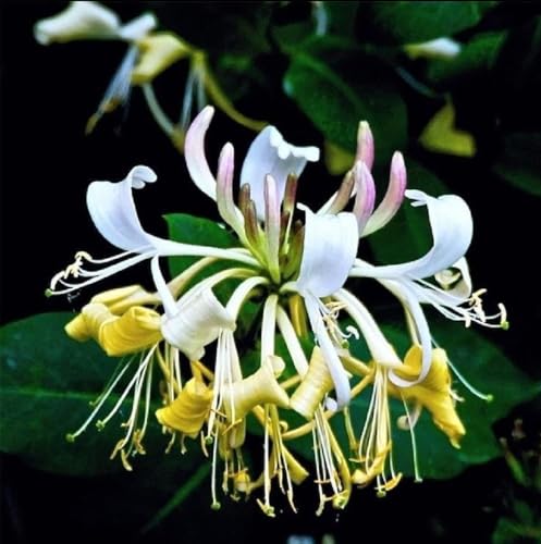 200 Japanese Honeysuckle Seeds Fragrant Lonicera Japonica Bush Climbing Vine Seeds Yellow White