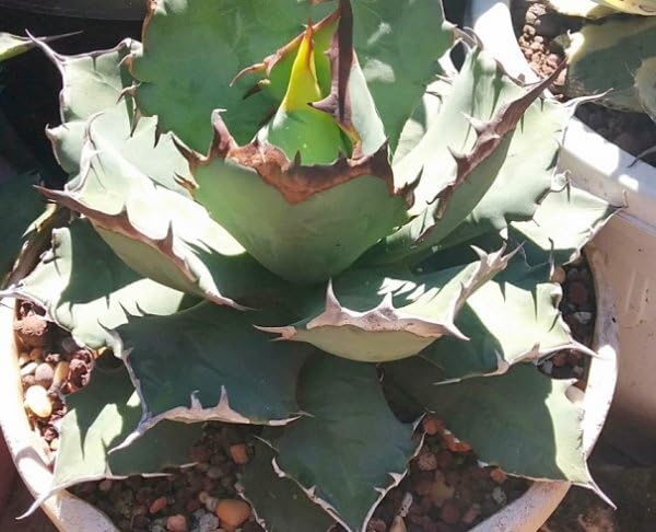 Amazon.co.jp: 種子 アガべ オテロイ Agave oteroi 種子50粒 : DIY