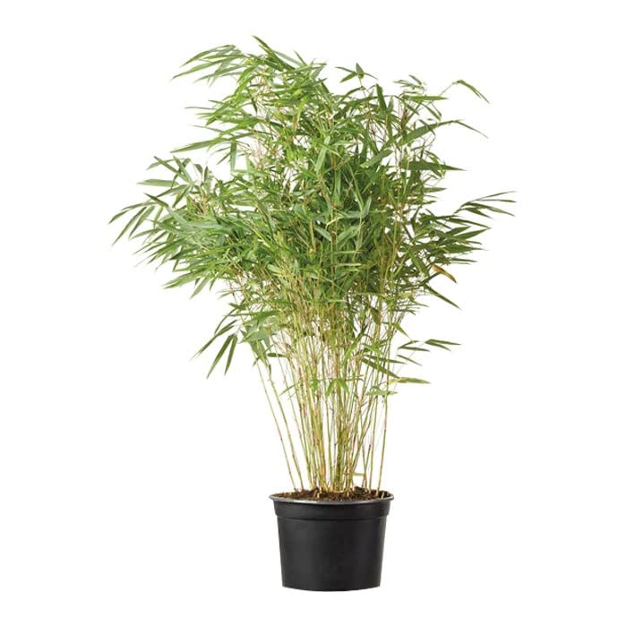 3 x Garden bamboo 'Simba' 50-60 cm in container - Fargesia Murieliae Simba   The Majesty of Dwarf Bamboo : Amazon.com.be: Garden