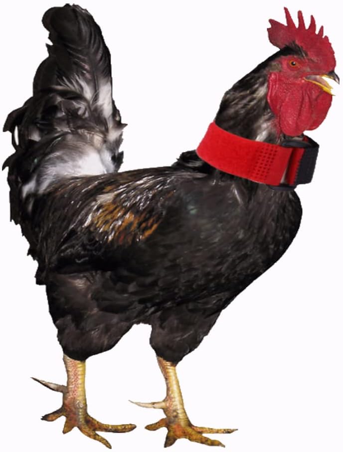 5 Bag Rooster Collar, Keep Roosters Quiet Noise Neckband Nylon Rooster Collar Noise Neck Belt Pet Chicken Supply for House