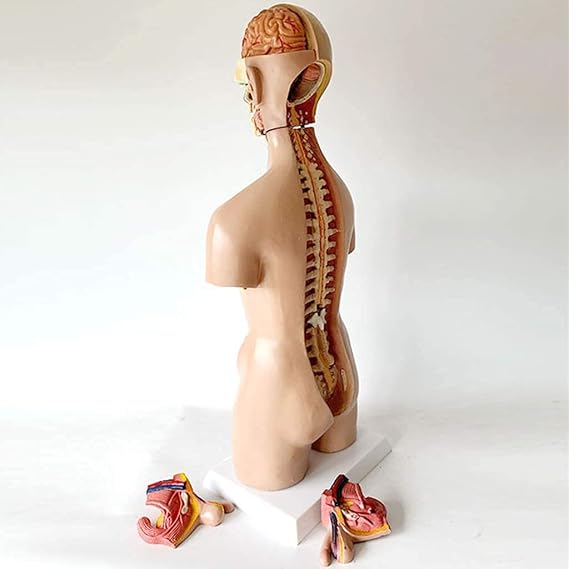 Human Torso Model 23 Pcs Removable 4D-Vision Human Anatomy Model Torso Structure,55CM Natomical Assembly Model of Human Organs for Teaching Education Skeleton Model