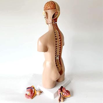 Human Torso Model 23 Pcs Removable 4D-Vision Human Anatomy Model Torso Structure,55CM Natomical Assembly Model of Human Organs for Teaching Education Skeleton Model