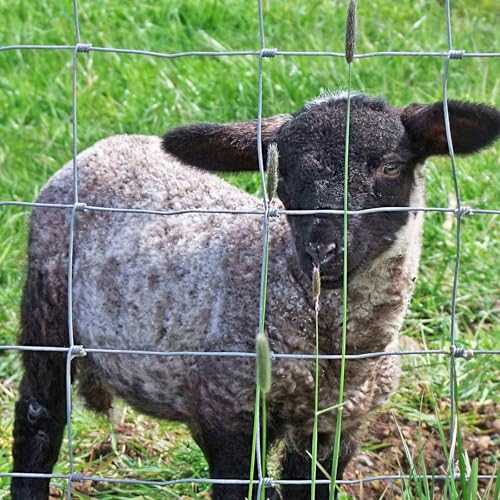 casa pura Wildzaun verzinkt in Fachhandel-Qualität | Verschiedene Höhen je nach Tierart | 50 m lang | Weidezaun Forstzaun Tierzaun Drahtzaun Gitterzaun Drahtgeflecht (100 cm x 50 m)