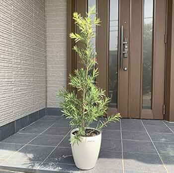 PREDAN 秋の木4色 大① PREDAN 秋の木4色 大①