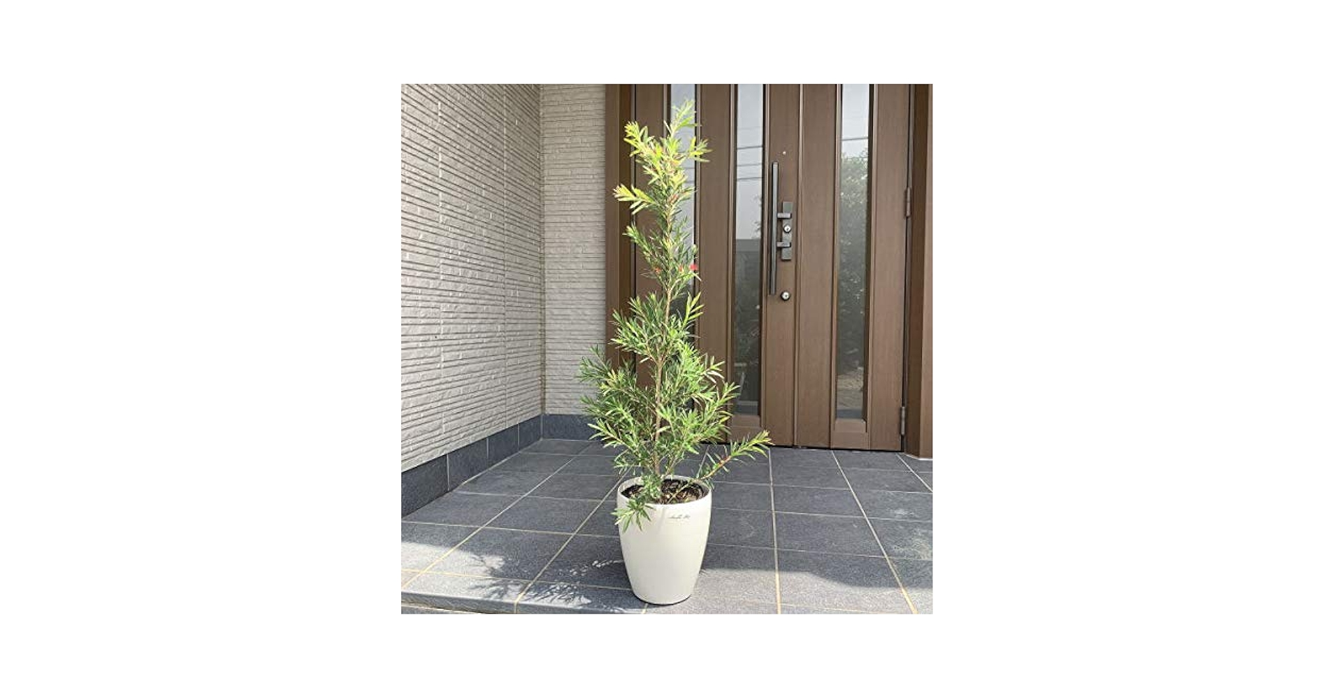 Amazon.co.jp: 四季咲きブラシノキ(ドーソンリバー)7号 樹高1m