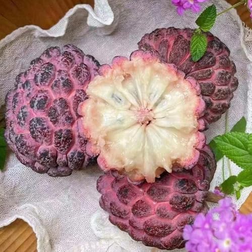 semillas de guanábana graviola, fruta fresca, plantas resistentes para balcón semillas orgánicas, semillas de variedades antiguas fruta de zapote, plantas en macetas resistentes 40pcs