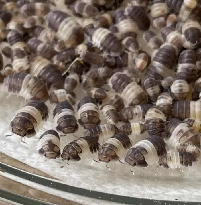 Live 10ct Panda King (Cubaris Sp.) Cleanup Crew & Reptile Food