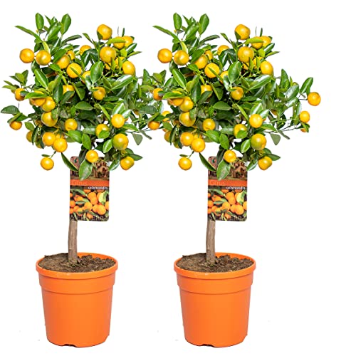 Bloomique - 2er-Set - Citrus Calamondin - Zimmerorange - Zitrusbaum - Obstbaum - Gartenpflanzen - 50-70 cm Hoch - Topf 19 cm
