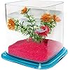 ICA PT072D Bettera Betta Paradise, blauw