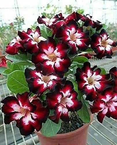 Radha Krishna Agriculture Adenium Flower Seeds Mix Colour Adenium Serene Rose, Adenium obesum, Flower Seeds For Home Garden (Pack of 6 Flower Seeds) (B0952TWQ94) Amazon Price History, Amazon Price Tracker