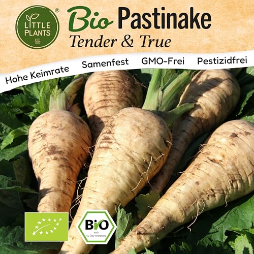 Little Plants BIO Pastinake Samen 200 Pastinakesamen Tender and True Gemüsesamen Samenfest für Gemüsegarten Gemüse Samen Hochbeet Samen für Küche, Balkon und Garten