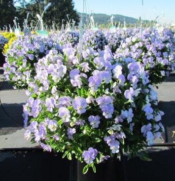 Viola Endurio Sky Blue Martien 250 Seeds