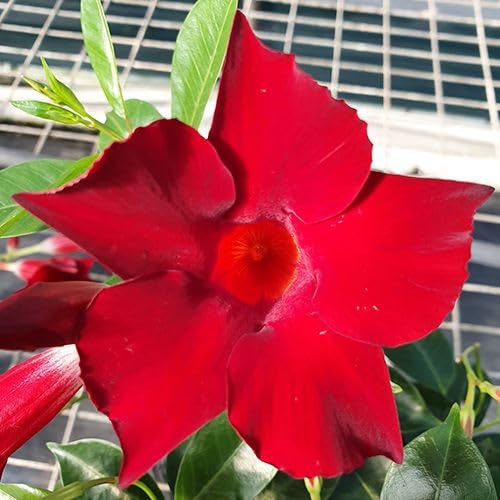 Mandevilla Red Fury Live Plants (5-9') - Pack of 2 (Two) - Deep Crimson Rocktrumpet Vine - Heat Tolerant Tropical Climber - Fast Growing Patio Container Garden - Hummingbird Magnet