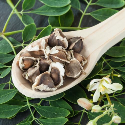 semillas de moringa árbol bonsái, plantas en crecimiento comprar arbol de moringa Plantas exóticas resistentes semillas de árboles, semillas de bonsái de interior mini jardín, árbol 6pcs