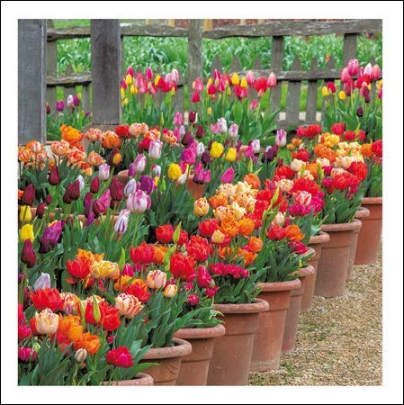 Photographic Open Male/Female Blank/Birthday Card (WDM-452796) - Tulips, Aston Pottery, Oxfordshire - by Clive Nichols