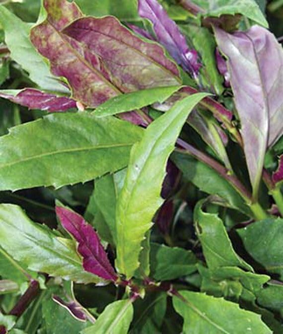 Willvine Okinawa Spinach Gynura crepioides 120 Seeds for Planting-image-39