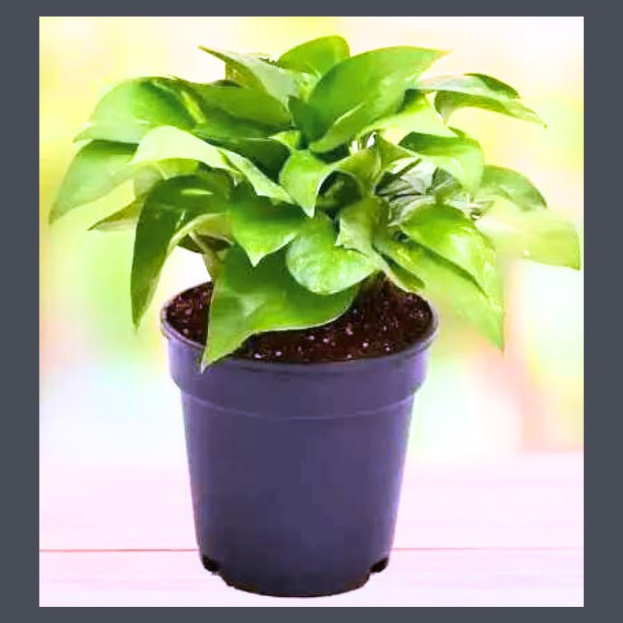 MAITRAANDSONS Money Plant Pack Of 1 Indoor/Outdoor Live Plant (B0CSDZPVJF) Amazon Price History, Amazon Price Tracker