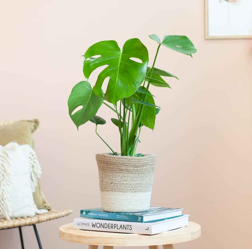 Monstera Deliciosa - 50-60 cm, łatwa w pielęgnacji roślina domowa do domu i biura, roślina oczyszczająca powietrze, w doniczce