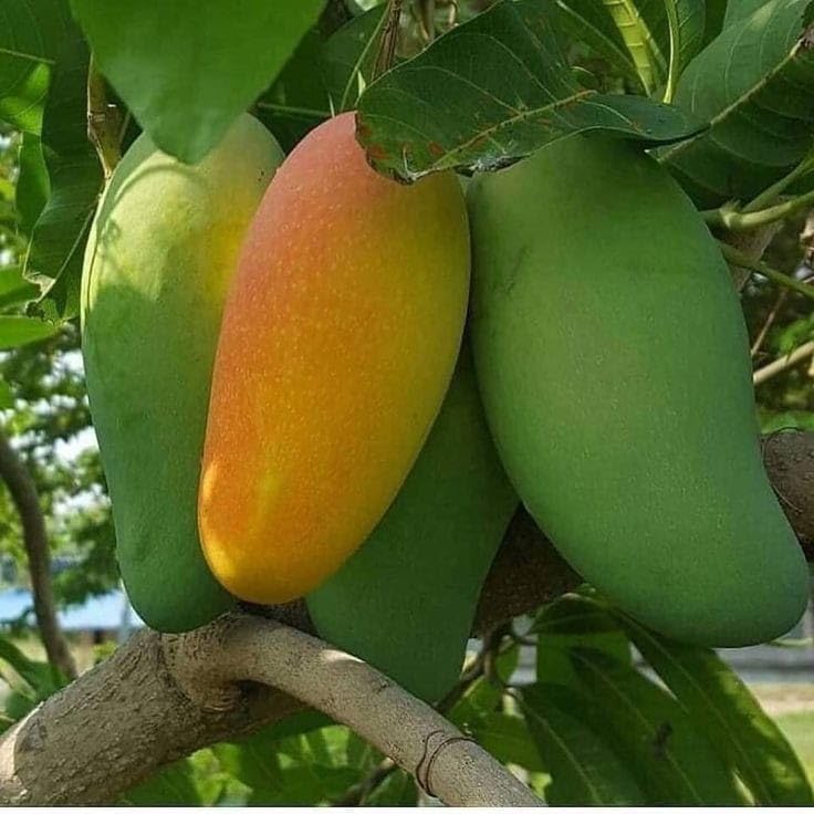 GreenWorld Special Bari-11 Mango Plant,Thailand Variety,GRAFTED Healthy Live plant Pack of 1 (Fruit After 1 Year) (B0CCMV2MJR) Amazon Price History, Amazon Price Tracker