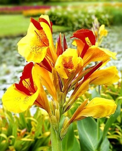 Oakwood Farms� | Canna Lily Flower Bulbs | for Indoor & Outdoor | 100% GERMINETION | Easy to Grow in All Season |Color-Mix | Pack of 15