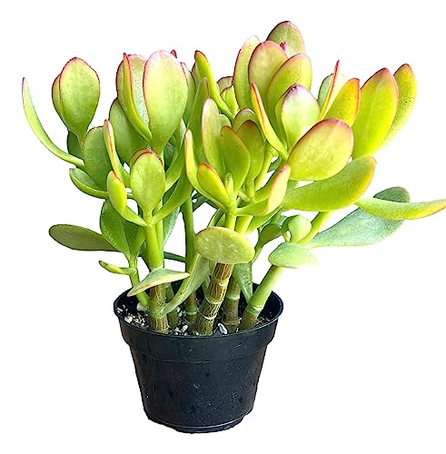 The Waterspout Southern California Large Rooted Jade Plant 10" Inch Tall Succulent Cacti Live Plants Pot (Crassula Ovata 'Lucky Money Plant') #TOP1