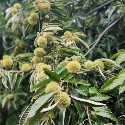 semillas de castaño dulce - plantas resistentes en macetas nueces de castaño dulce Plantas decorativas para parterres elevados en balcones Jardín de plantas perennes macetas planta de 12pcs