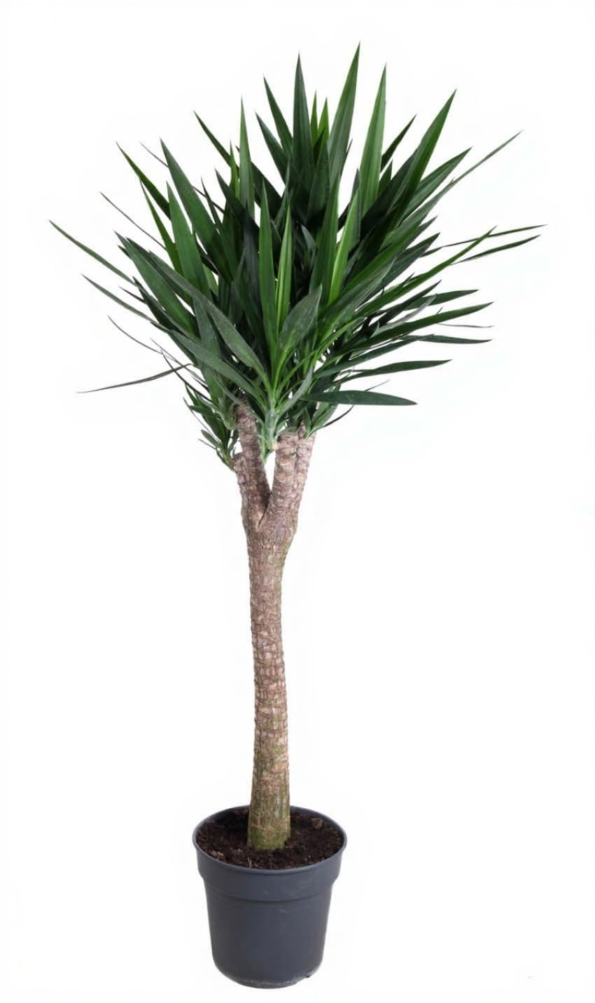 Yucca elephantipes Palmlilie verzweigt 180 cm Hhe : Amazon.de: Garten