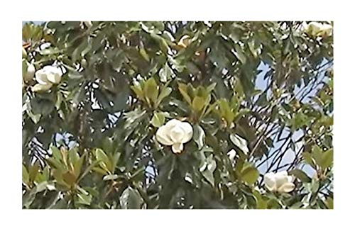 Pcs - 10x Magnolia Pterocarpa Wild Magnolia Tree Plants - Seeds B1749 & Plants Shop by Ipsa