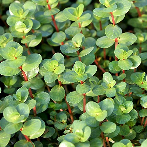 （水草）ロタラ インディカ（水上葉）（無農薬）（１０本）