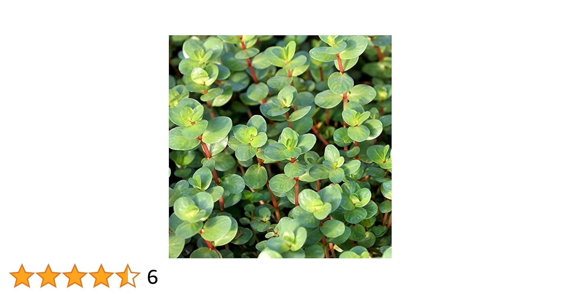 水草トリミング水中葉無農薬無害虫