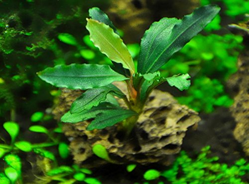 Aqua Plants Exclusive Product - Four Plants of Rare BUCEPHALANDRA - Plantas de Acuario