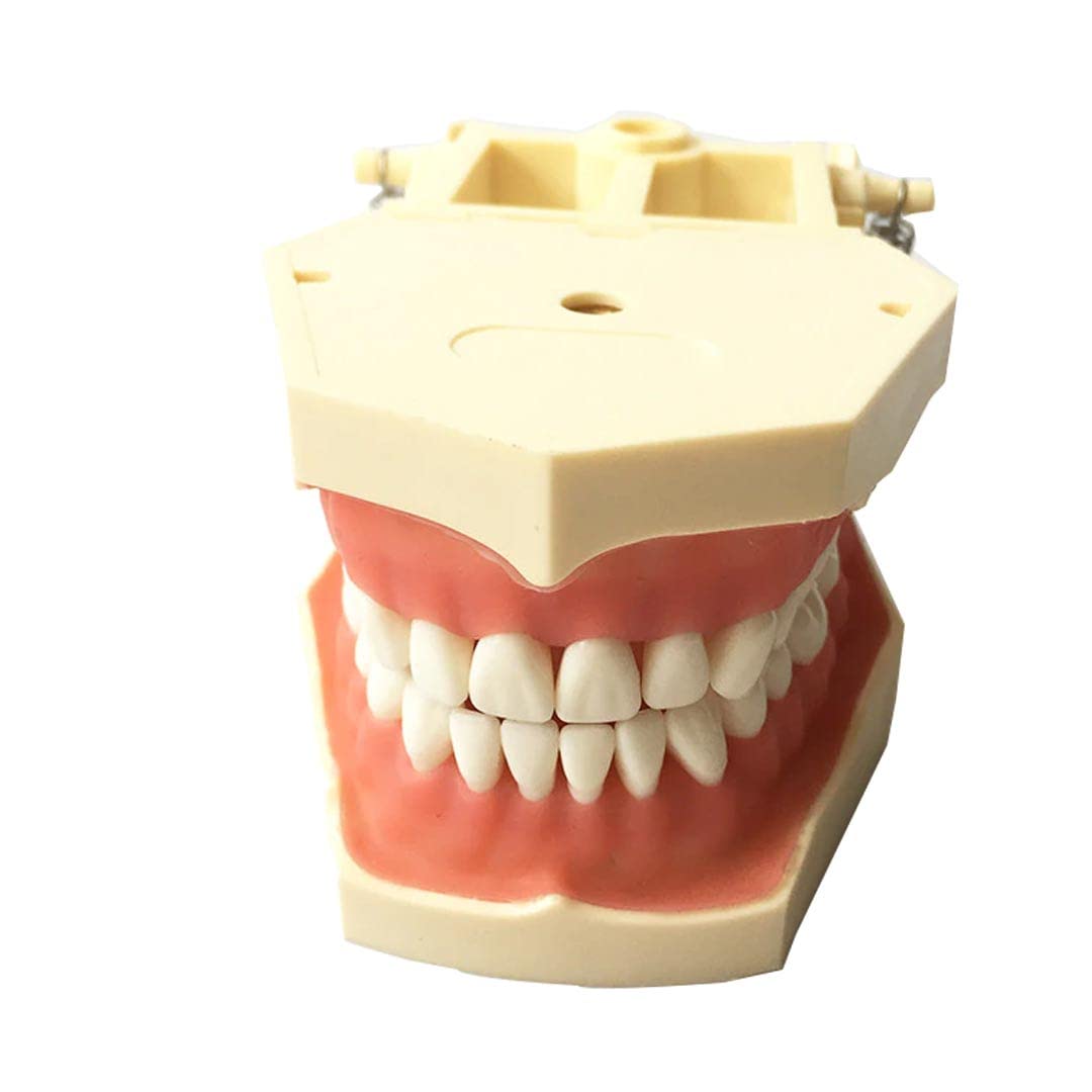 iDENTical Frasaco Type Typodont Jaw Set M8014 (B0BWNK432J) Amazon Price History, Amazon Price Tracker