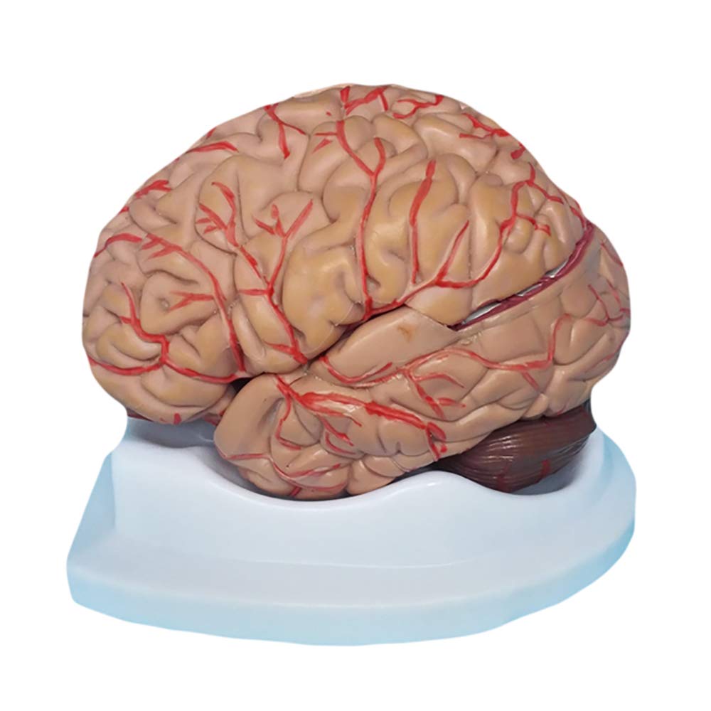 Sjdopulse Human Organ Anatomical Model Brain Model - Medical Anatomical Brain Model - Nature Size Human Brain Anatomical Model - For Medical Educational Training Aid