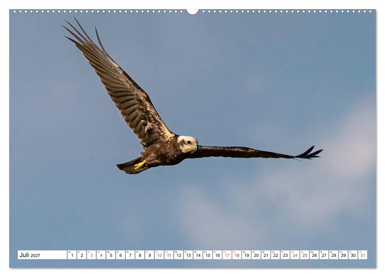CALVENDO - Heimische GREIFVÖGEL Adler Milan Bussard Weihe Sperber (hochwertiger Premium Wandkalender 2027 DIN A2 quer), Kunstdruck in Hochglanz: Ausgesuchte Aufnahmen aus der Familie der Habichtartige