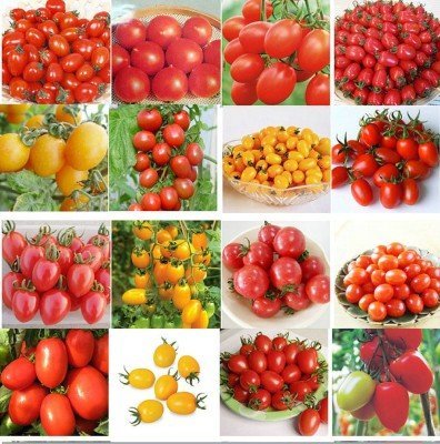 Tomato Seeds Combo by Seedscare India (Tomato Ts15, UC 82, Roma