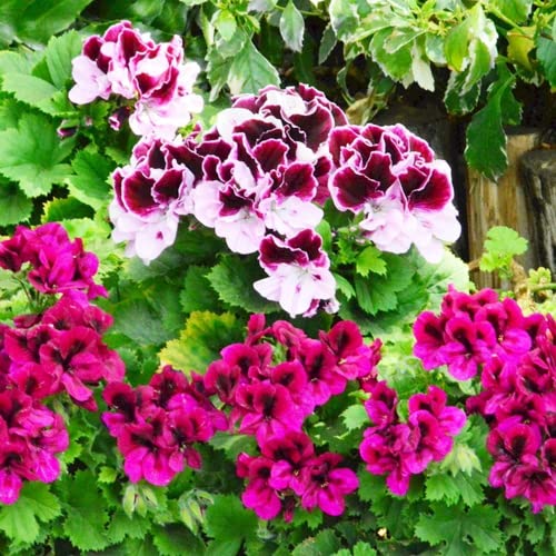 Geranien Samen Die 16 besten Produkte im Vergleich & Angebote