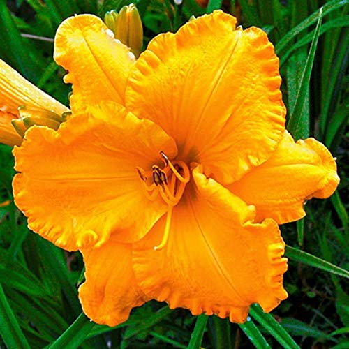Siddhi Vinayak Gallery® Imported Veriety Mixed colour Daylily Flower Bulbs, Hemerocallis,Tawny Daylily, Tiger Lily hybrid Flower Bulbs for home gardening | pack of 8 day lily flowers bulb