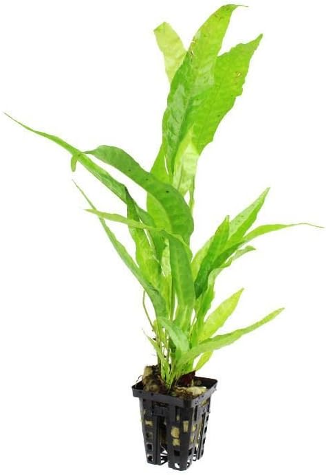 Microsorum Pteropus - Planted Aquarium Plant