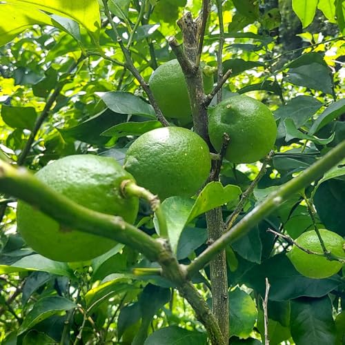 国産 レモン 無農薬」の人気商品一覧 | 安い商品を通販サイトから探す