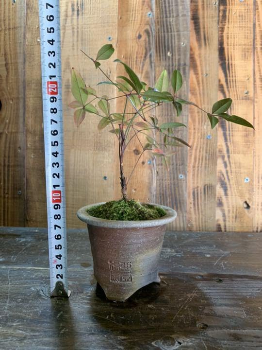 Amazon.co.jp: 蘭鉢 備前焼 植木鉢 果肉植物① : DIY・工具・ガーデン