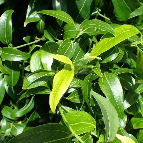 60pcs Green Cinnamon Plant Seeds