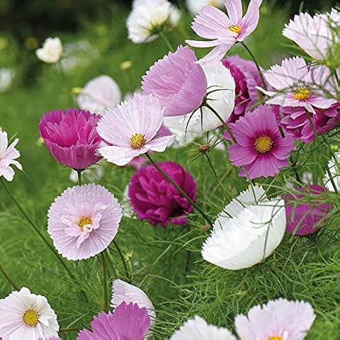 Cosmos Bippinnatus 'Cupcakes and Saucers' Seeds Cover