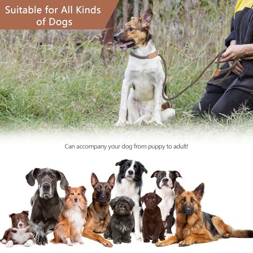 Retrieverleine mit Zugstopp & Hundebürste – 150 cm Hundeleine mit Halsband, einstellbare Anti-Würgen Trainingsleine für kleine & mittlere Hunde, 2-in-1 Leine für Spaziergänge & Pflege