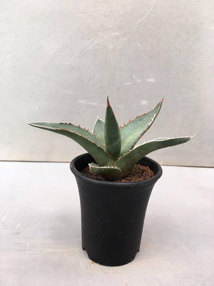 アガベホリダ極上株　Agave horrida No.AHRD020 アガベ ホリダ 027 Agave horrida 強棘 | Sunny Branch