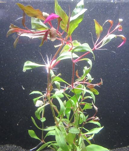 florari Alternanthera reineckii red ruby/Kleines rosanerviges...