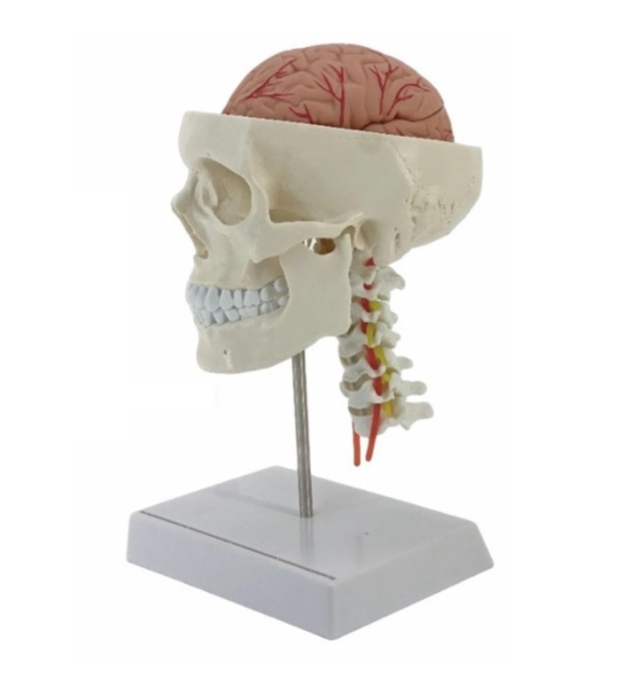 Anatomía De La Educación con Indicador Digital Modelo De Cráneo Humano Tamaño Real Cabeza Humana Anatómico Enseñanza Médica Muñeca de Anatomía