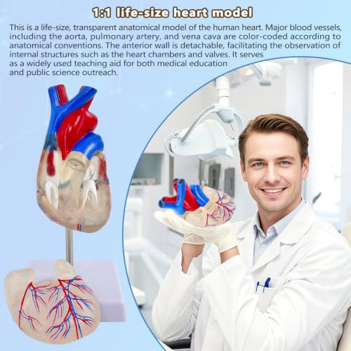 Image of Life-Size Transparent Human Heart Model, 2-Part Detachable Heart Anatomy Model for Education, Cardiology Study, Patient Demonstration
