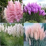 zellajake Rare Flower Seeds Pampas Grass Plant Seeds 2000+ Flower Bonsai Seeds for Home Garden Decor